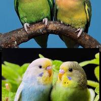 Inseparabili è cocorite