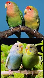 Inseparabili è cocorite