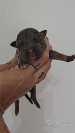 American pitbull terrier