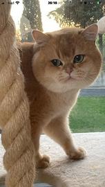 British shorthair golden Shell per monta