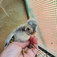 Pulcini padovana wyandotte amrock araucana