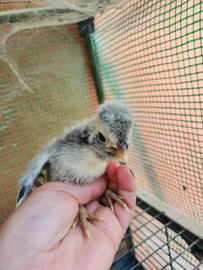 Pulcini padovana wyandotte amrock araucana