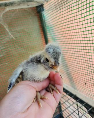 Pulcini padovana wyandotte amrock araucana