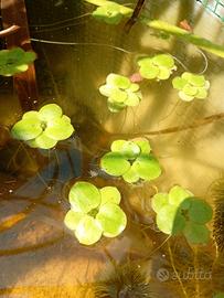 Limnobium laevigatum 