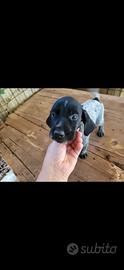 Cuccioli drathar e setter