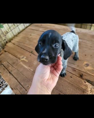 Cuccioli drathar e setter