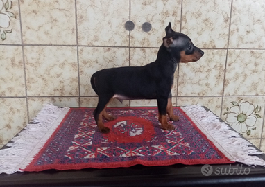 Pinscher Nano