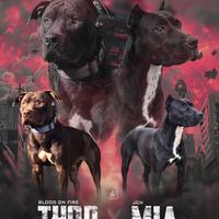 Cuccioli pitbull UKC