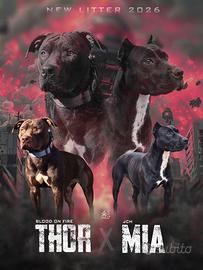 Cuccioli pitbull UKC