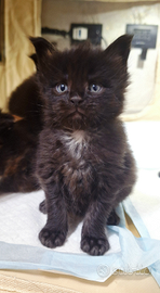 Cuccioli Maine Coon con Pedigree