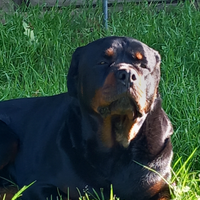 Rottweiler