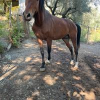 Cavallo puledro incrocio arabo