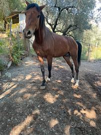 Cavallo puledro incrocio arabo