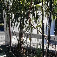 Palme Washingtonia Robusta