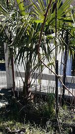 Palme Washingtonia Robusta