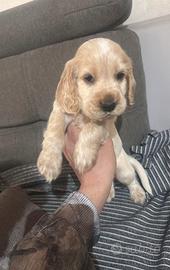Cuccioli cocker spaniel