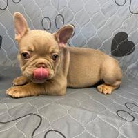 Bulldog francese esotico New Shade Isabella tan