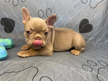 Bulldog francese esotico New Shade 2 Femmine