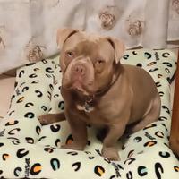 American bully poket