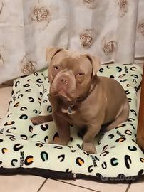 American bully poket