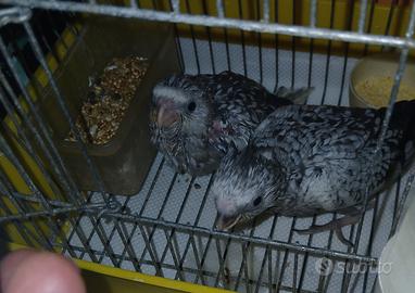 Calopsite da imbecco