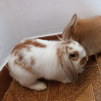 Coniglio nano ariete