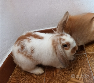 Coniglio nano ariete