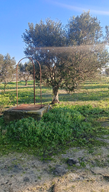 Terreno di uliveto
