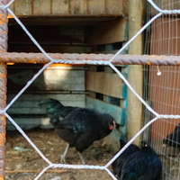 Galletti araucana e australorp