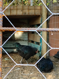 Galletti araucana e australorp