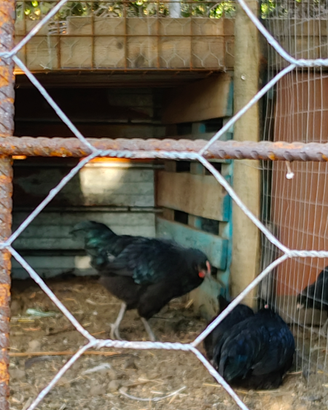Galletti araucana e australorp