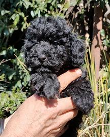 Cuccioli barbone Toy