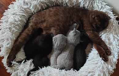 Gattini Scottish Fold/ Straight con Pedigree