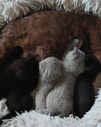 Gattini Scottish Fold/ Straight con Pedigree