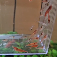 Neocaridine davidi red