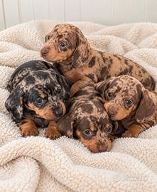Cuccioli bassotto PEDIGREE ALLEVAMENTO