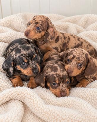Cuccioli bassotto PEDIGREE ALLEVAMENTO