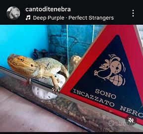 Drago Barbuto (Pogona Vitticeps)
