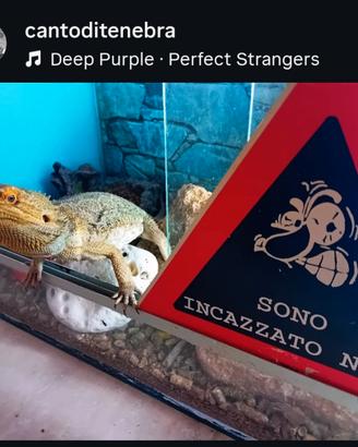 Drago Barbuto (Pogona Vitticeps)