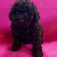 Cuccioli di barboncino nano