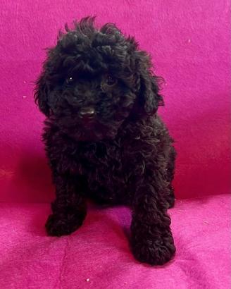 Cuccioli di barboncino nano