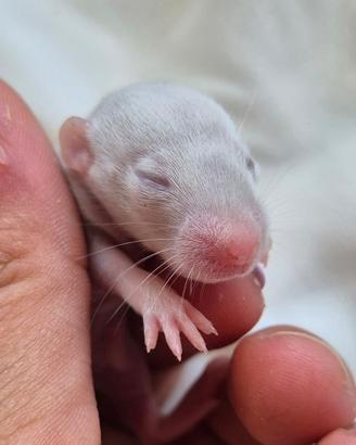 Ratto domestico