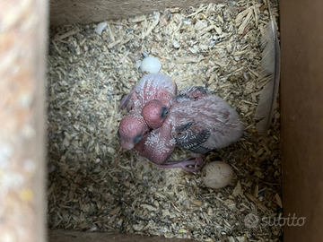 Cocorite rainbow allevate a mano