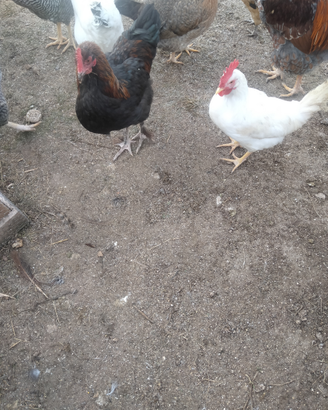 Galli per galline