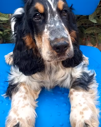 Cocker Spaniel tricolore