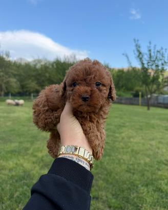 Mini barboncini Cucciolino