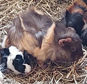 Porcellini d'india o cavie