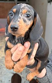 Bassotto Arlecchino nano