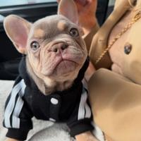 Cuccioli di bulldog francese