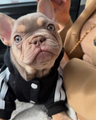 Cuccioli di bulldog francese